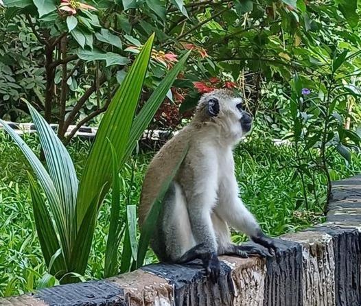 Ibrahim Garden Hostel อารูชา ภายนอก รูปภาพ